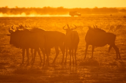 Další cestovatelské vyprávění nás tentokrát zavede do africké Namibie