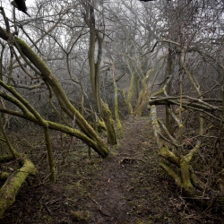 Václav Němec - Cyklus Forest